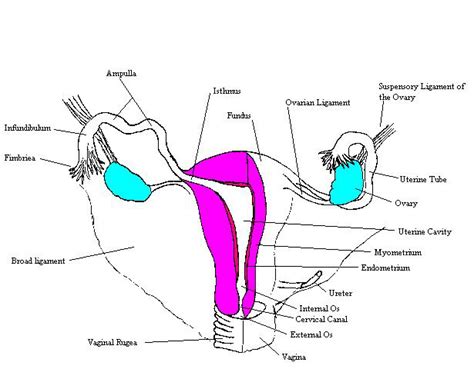 vagina nude|File : Female Genital Organs (frontal view) detailed macro.jpg